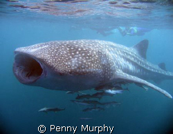 My buddies swimming with a whaleshark, Ningaloo Reef - Co... by Penny Murphy 